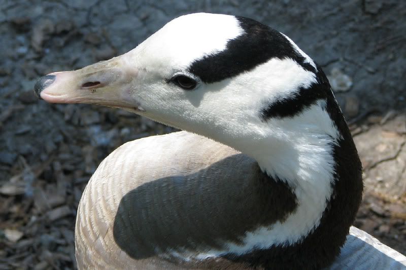 Goose2.jpg