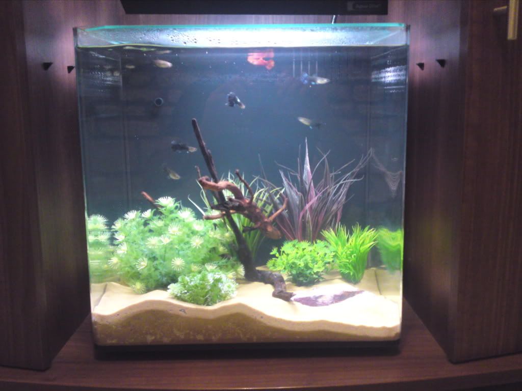 Newtank007.jpg