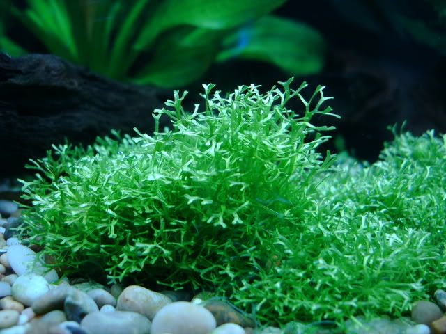 Riccia.jpg