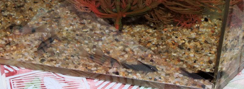 832007113-2.jpg