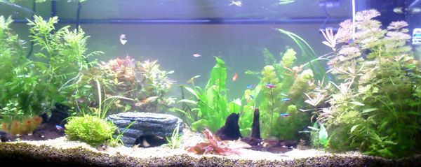 fulltank-afterrescape.jpg