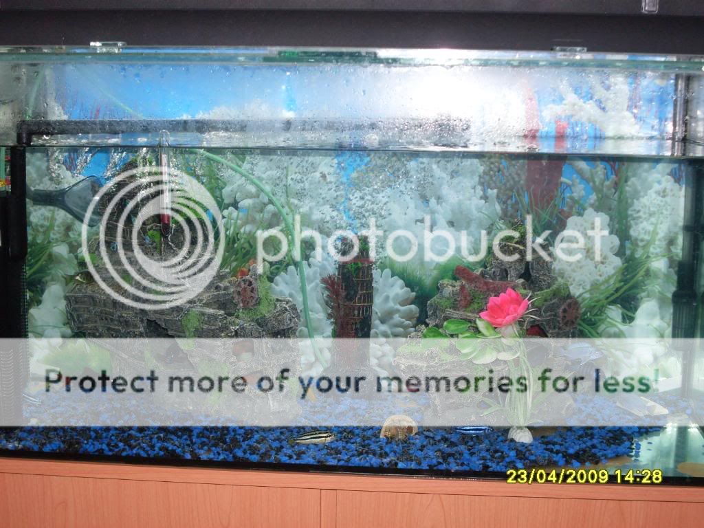 myfishtank40g001.jpg