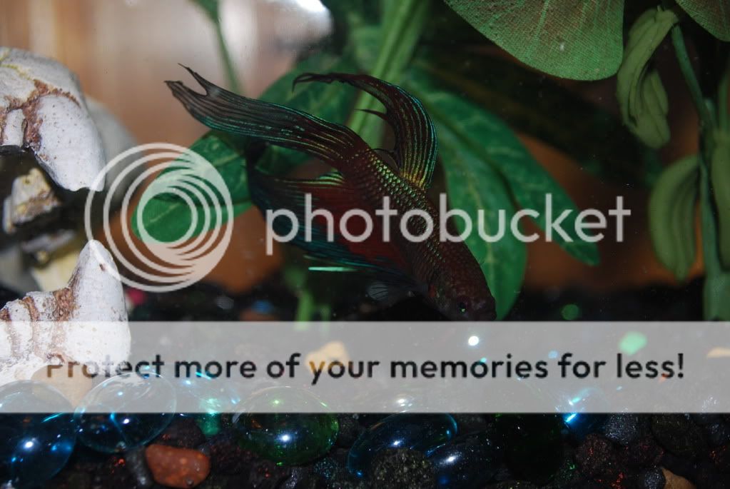 NewBettas016.jpg