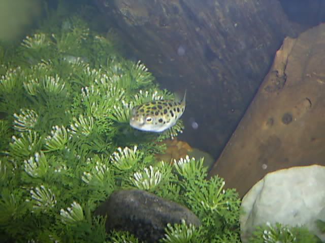 fishtankpics015.jpg