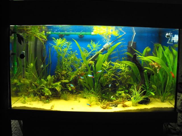 2010_0820tank0002.jpg