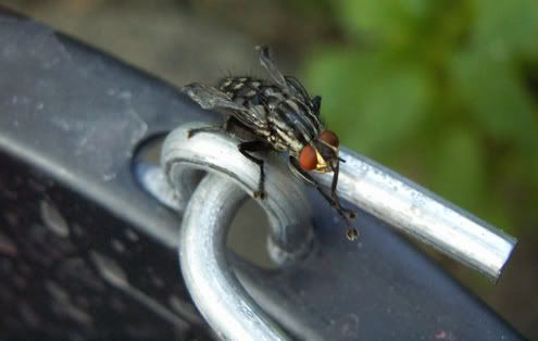 fly.jpg