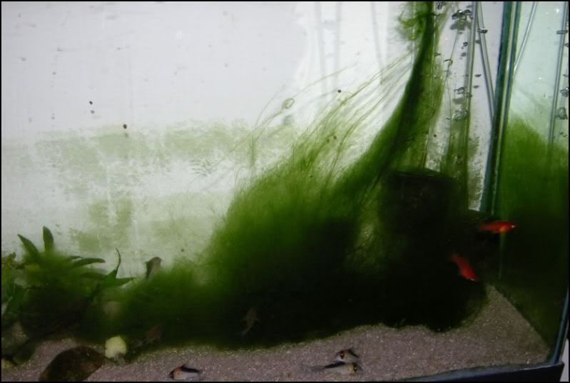 algaerunamok.jpg