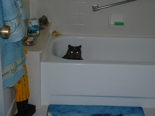 catintub.jpg