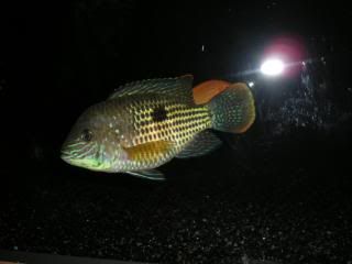 DSCN1799.jpg