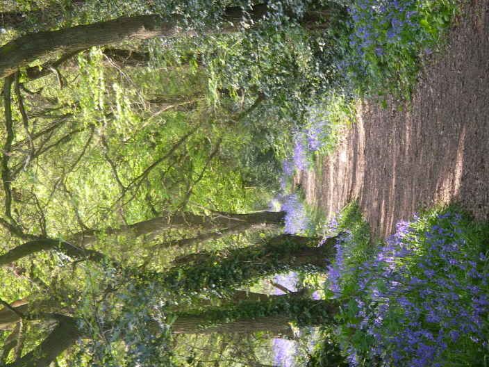 bluebells004.jpg