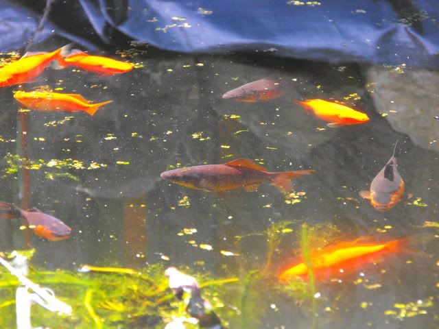 2010_0416pond0024.jpg