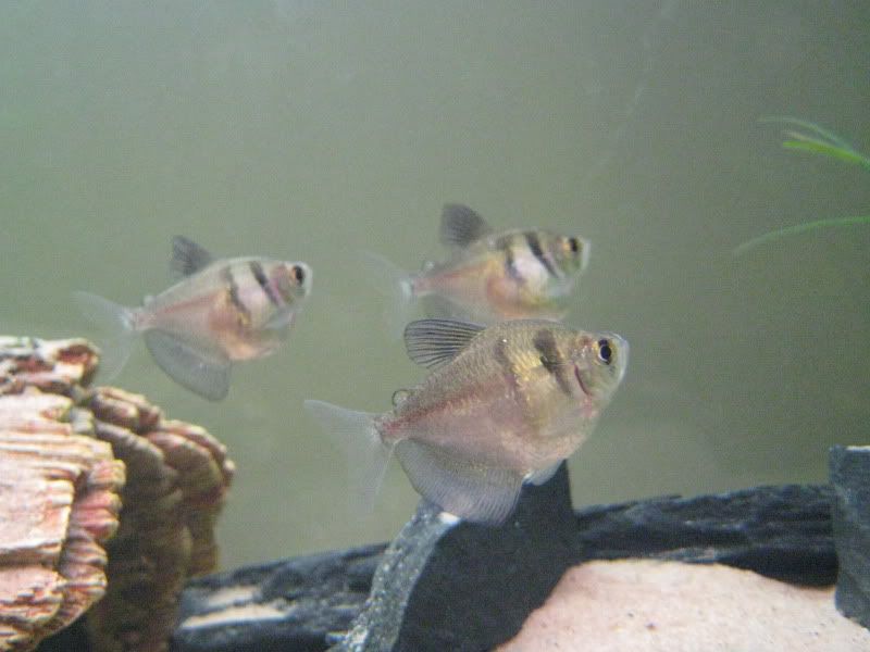 fish007.jpg