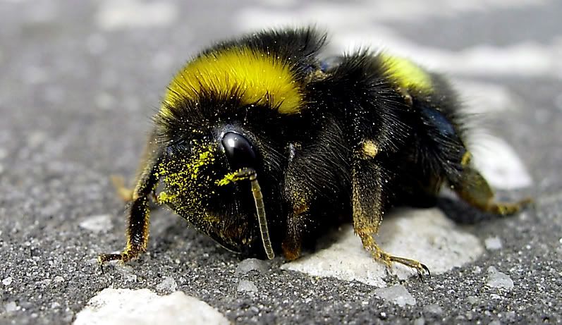 bee_024jpg.jpg