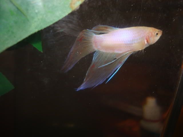 bettas012.jpg