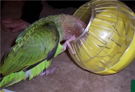 181105jakehamsterball.jpg