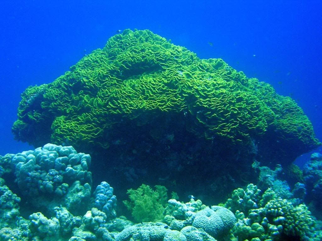 P1010140c.jpg