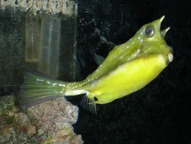cowfish.jpg