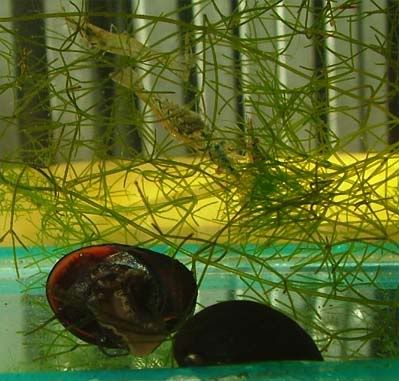 snail-blacki.jpg