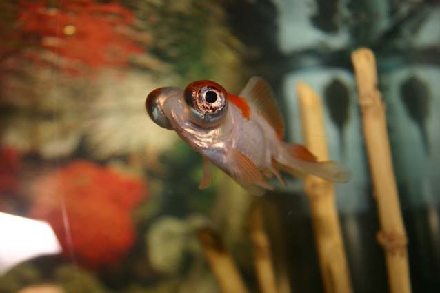 Fish001.jpg