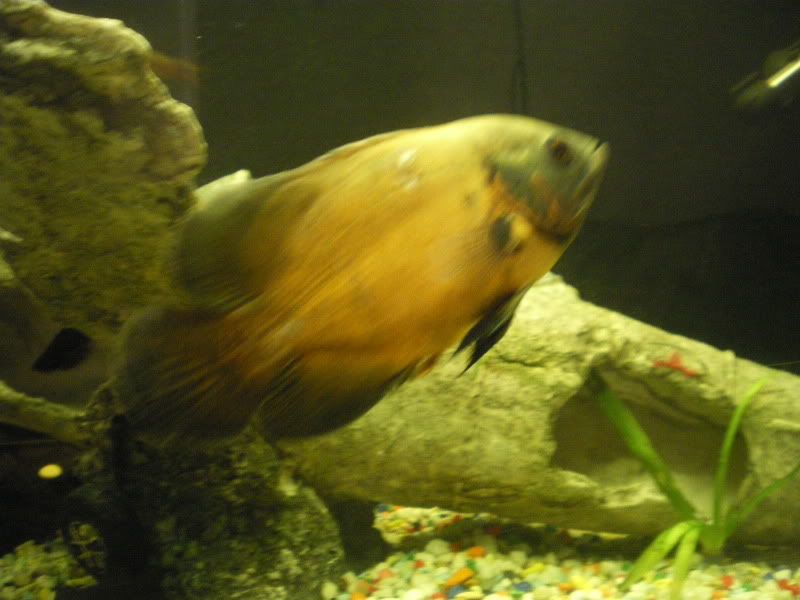 IMGP0075.jpg