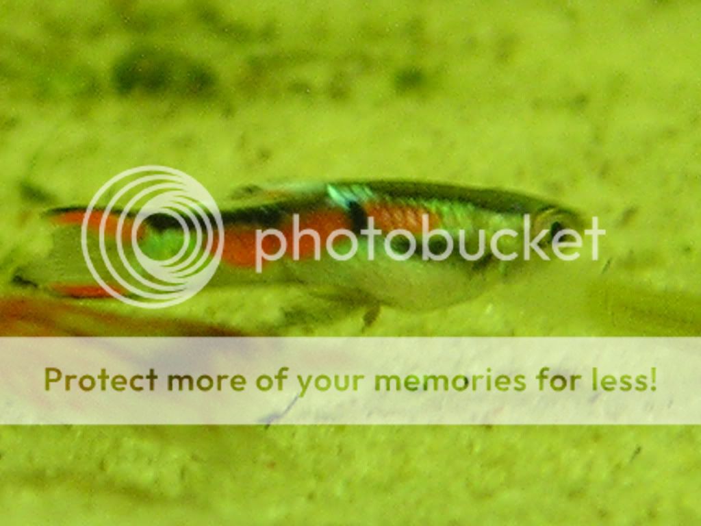 fish016.jpg