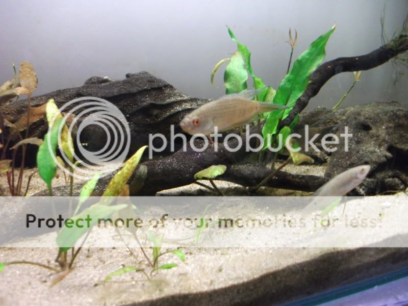 fishetc034.jpg
