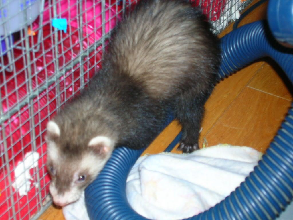 ferrets011.jpg