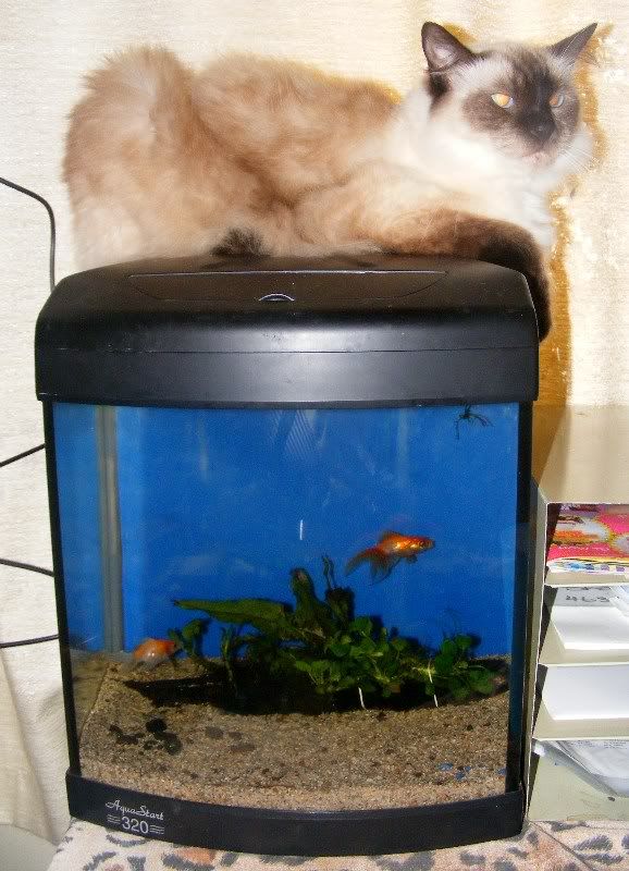 CatFish2010-02-18.jpg
