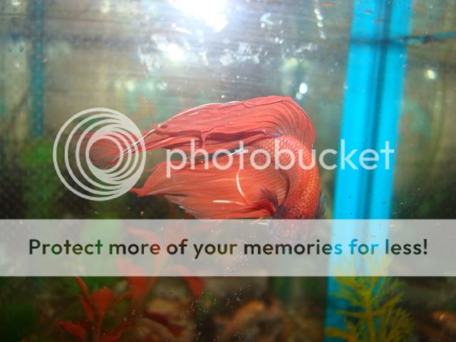 bettas032.jpg