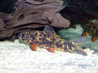 DSCF2616.JPG