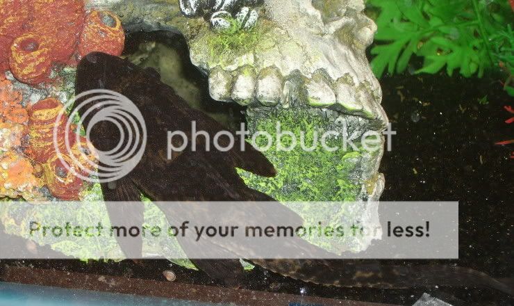 Pleco01.jpg