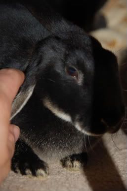 kittensandbunnies319.jpg