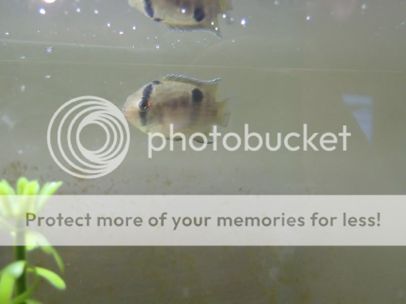 PictureorVideo320.jpg