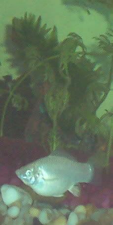 livebearers001.jpg