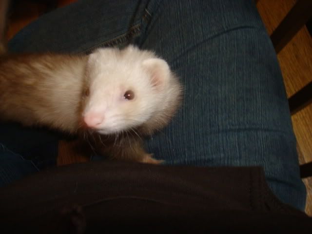 ferrets028-1.jpg