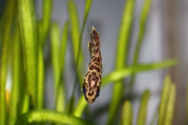 FishTank26-04-09037.jpg