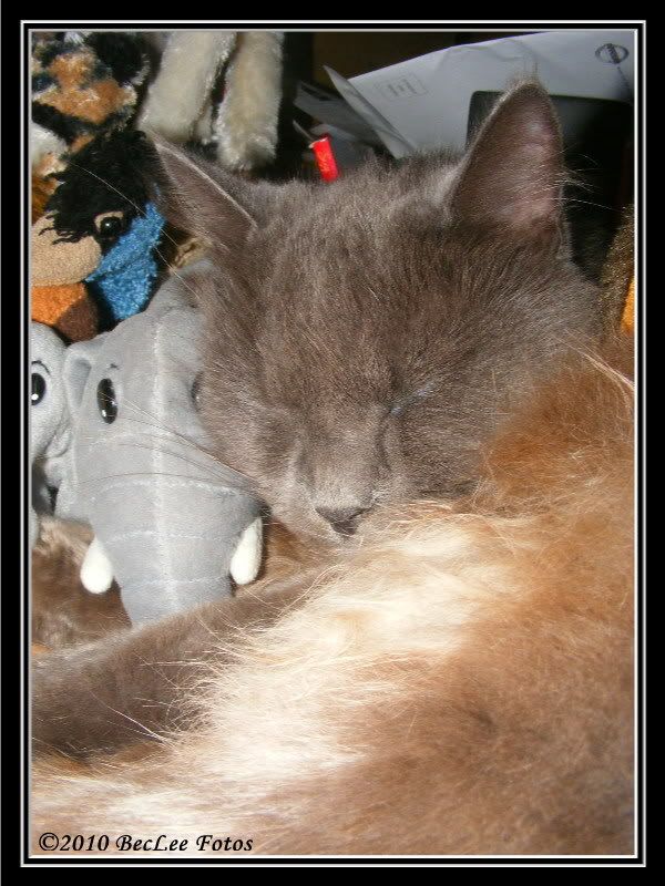 Scamp12March2010c.jpg