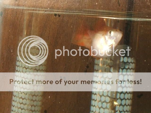 swordtail005.jpg