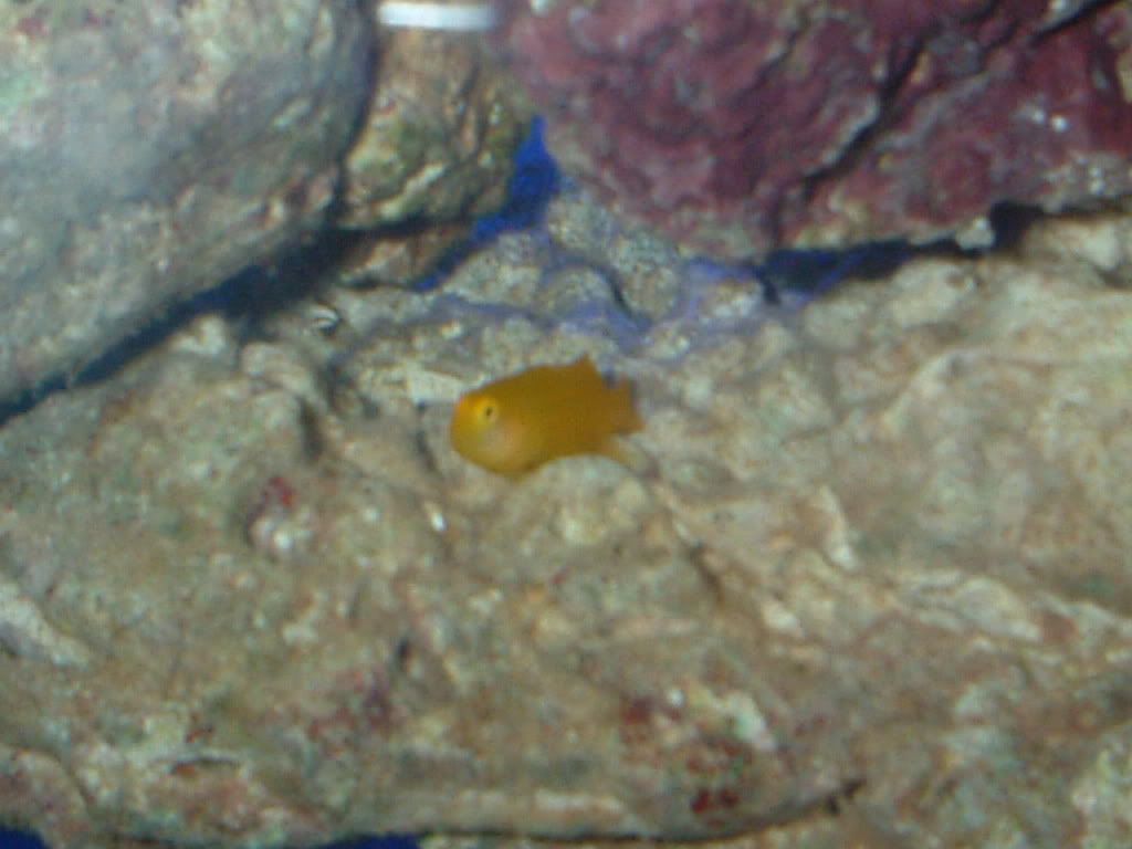 yellowcoralgoby2.jpg
