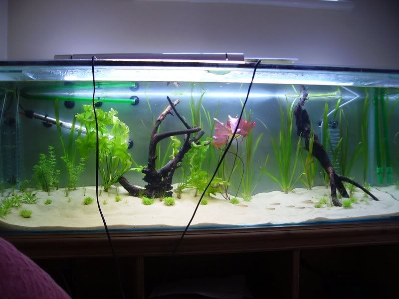 tank1stplanted.jpg