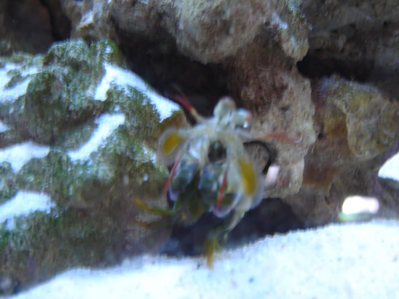MantisShrimp100308003.jpg