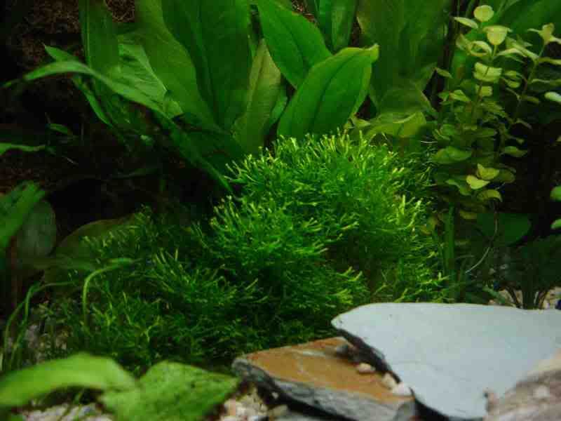 riccia3.jpg