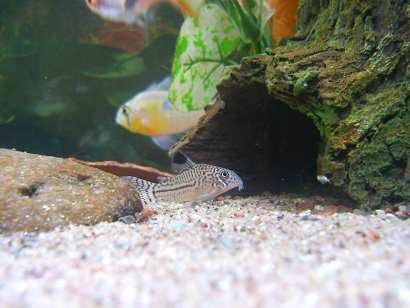 Corydoras5.png