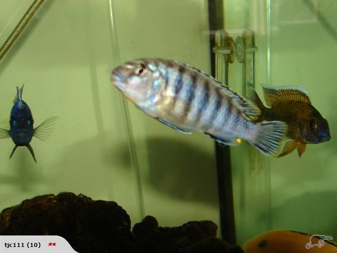 konor-fish.jpg