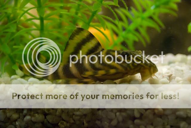 TigerPlec01.jpg