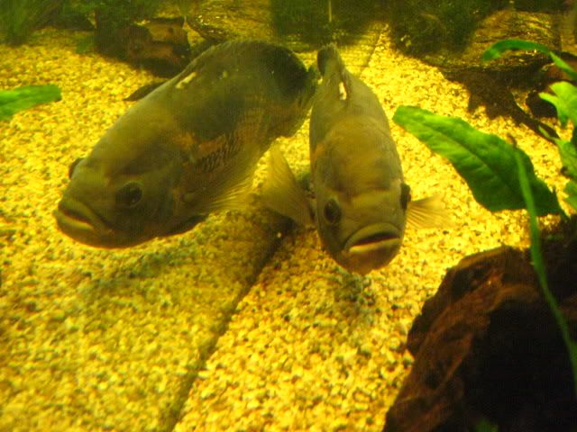 002-38.jpg