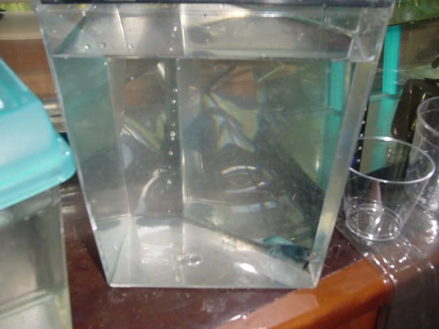 Fishyhomes017.jpg