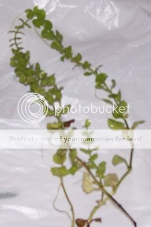 unknownplant1.jpg