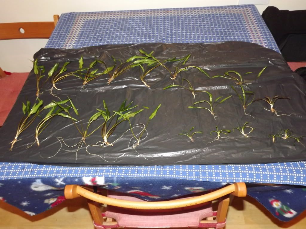 plants015.jpg