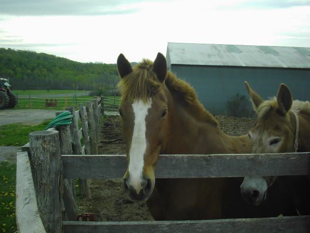 Horsies016.jpg